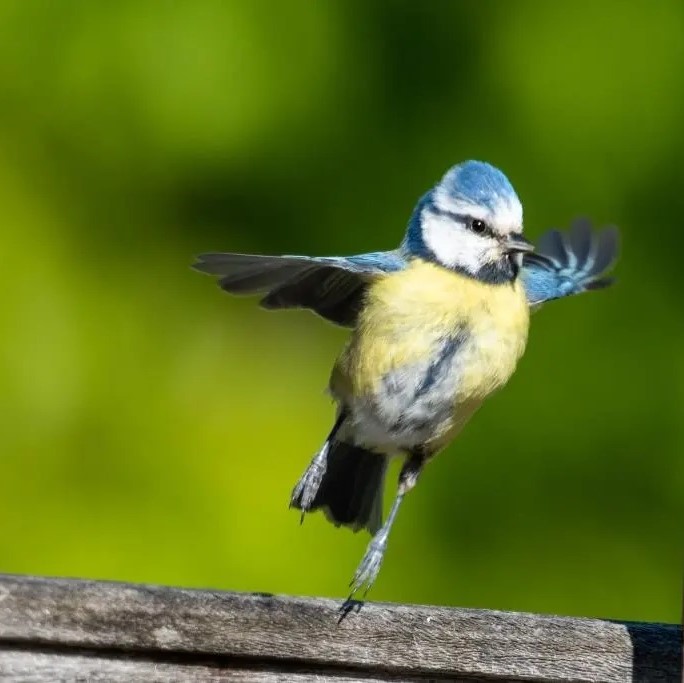 Faut-il nourrir les oiseaux en été ?