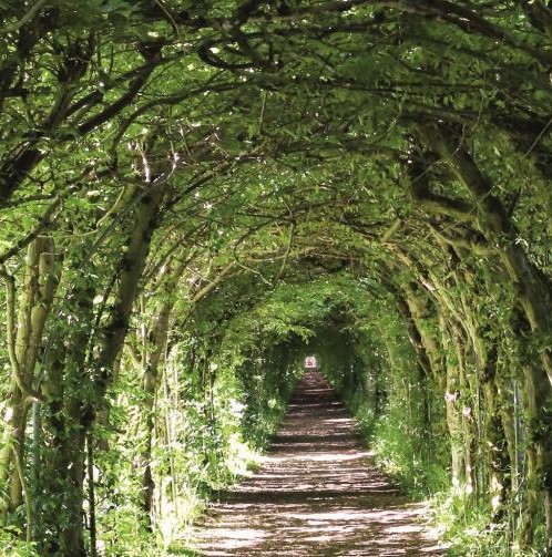 THEUX : la charmille du Haut-Maret (ou Haut-Marais)