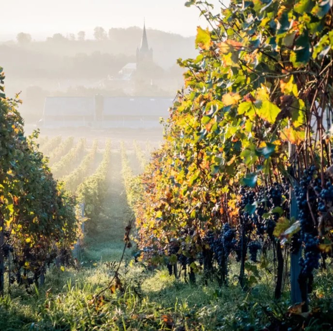 DOUTRELOUP : La Belgique, nouveau pays viticole ? Quand le climat bouscule cépages, bulles et certitudes (CHiCC, 2026)